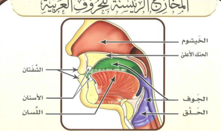 مخارج الحروف Points d’articulation des lettres arabes